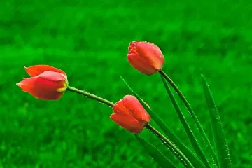 Слънце и пролетен дъжд се редуват