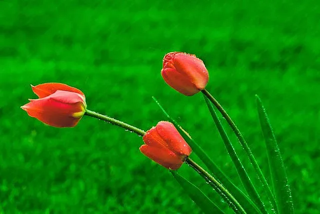 Слънце и пролетен дъжд се редуват