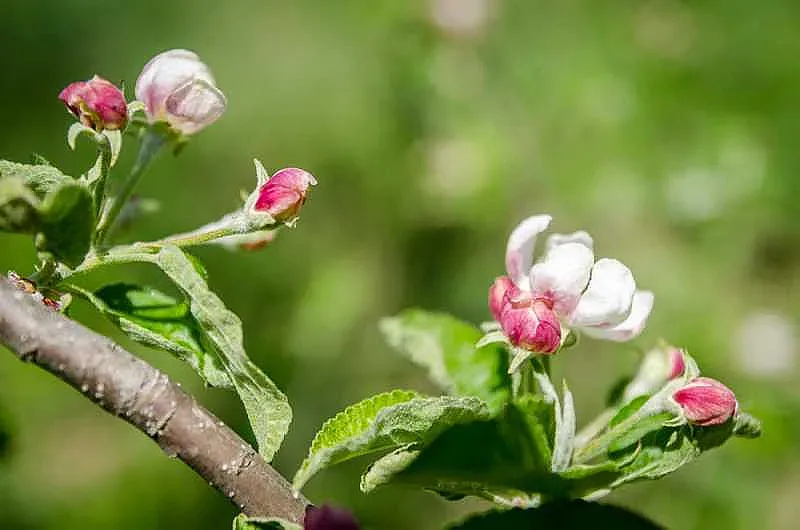 Времето се оправя чак за Цветница