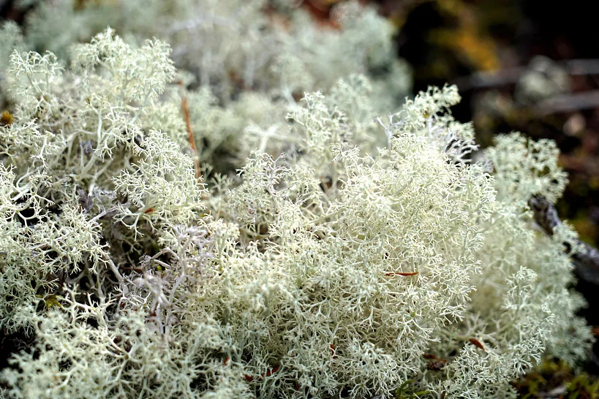 Защо еленският мъх прави водката идеална