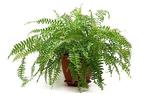 4 растения, които пълнят джоба с пари