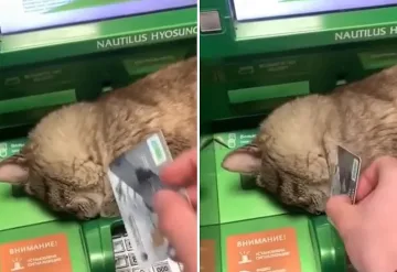 Смях. Коте заспа върху банкомат