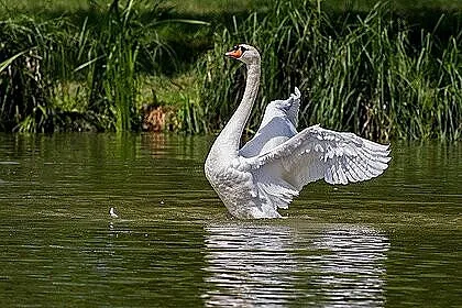 Лебед тероризира британци, чука по вратите