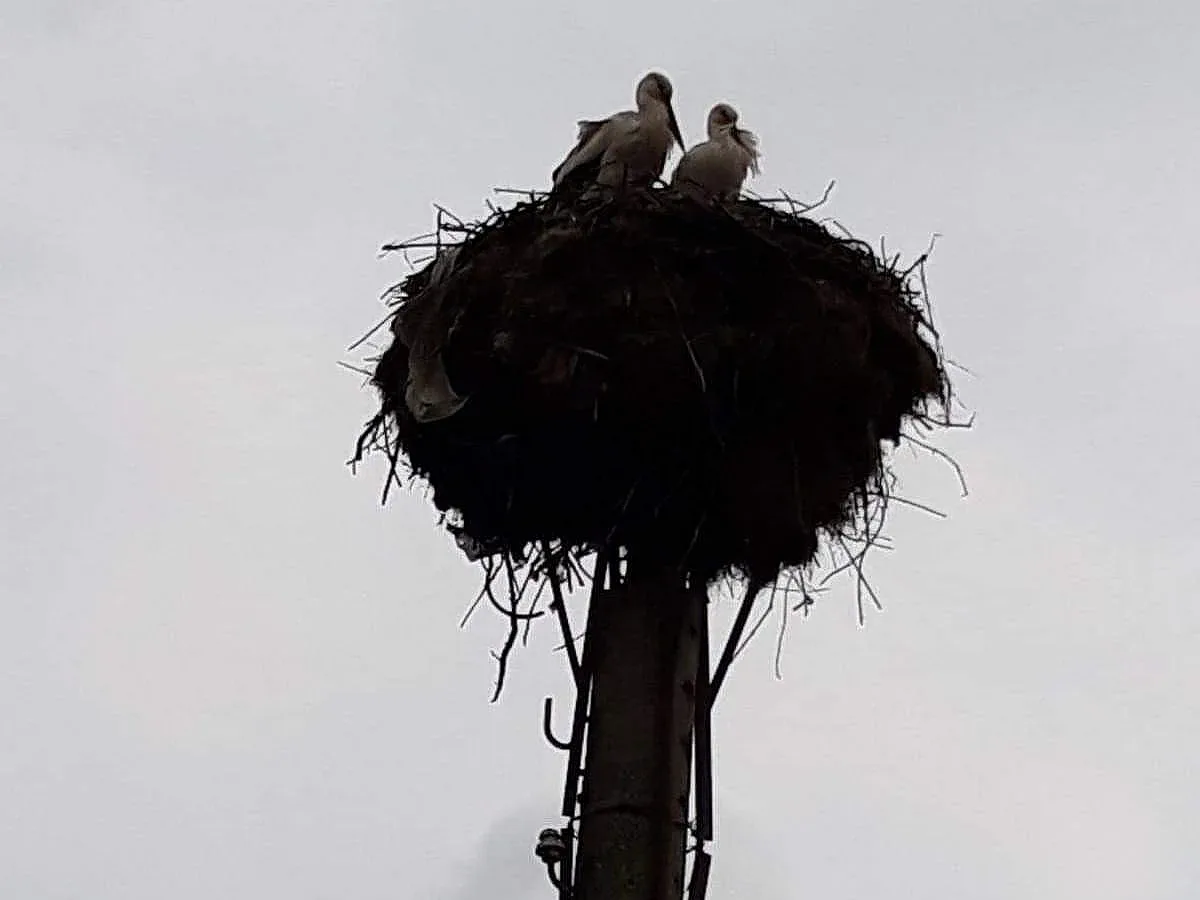 Първите щъркели премръзнали и гладни