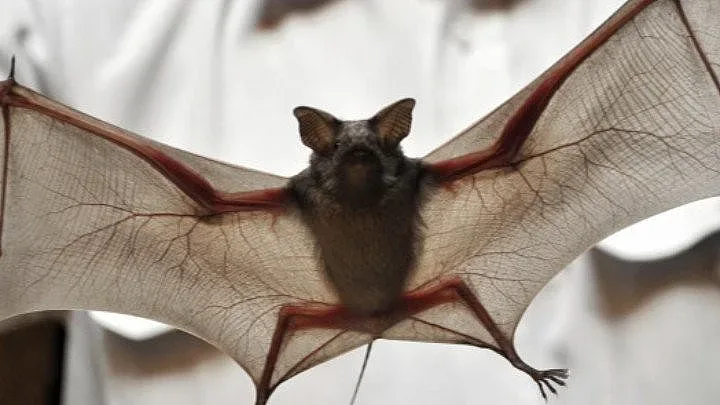 Истина? СЗО със сензационно разкритие