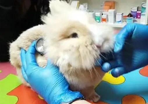 Бум на изхвърлени зайчета след Св. Валентин