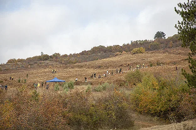 10 000 фиданки от цер ще се залесят в местността „Магарешка поляна"