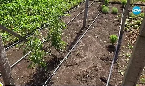 Какво ще ядем? След градушката идва още по-ужасен проблем