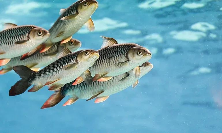 Пъстървата и шаранът застрашени от изчезване