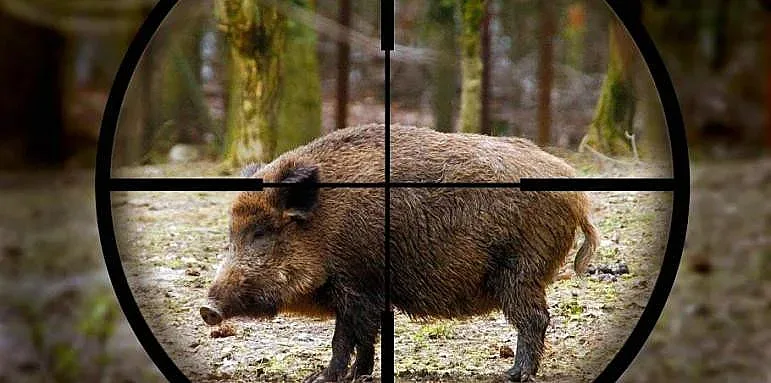 Топ авджии в болница след лов на глигани
