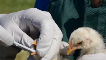 Нова беда: Птичият грип тръгна по хората
