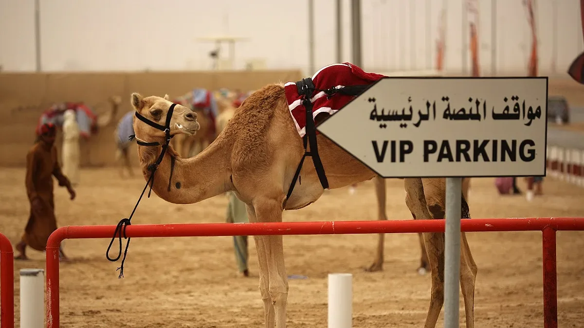 Мъж открадна камила за подарък на гаджето