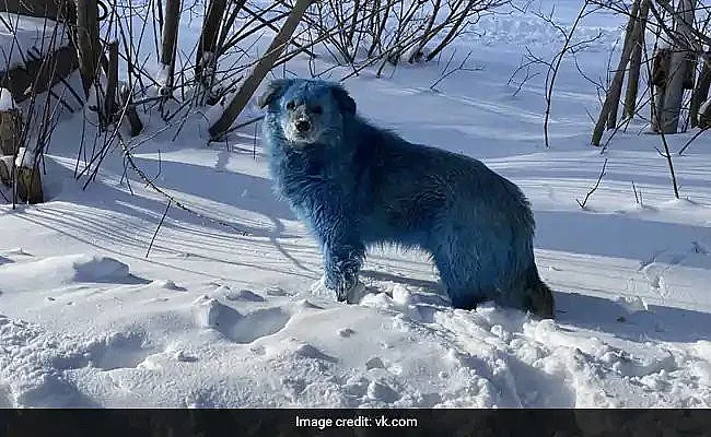 Невероятно! Сини кучета в химически комбинат