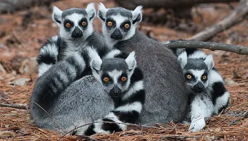 Кои са най-застрашените животни на планетата