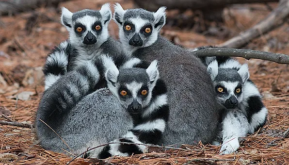 Кои са най-застрашените животни на планетата