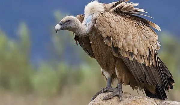 Нидерландски зоопарк ни дари белоглав лешояд