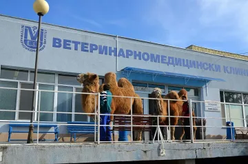 Ветеринари от Стара Загора оперираха камила