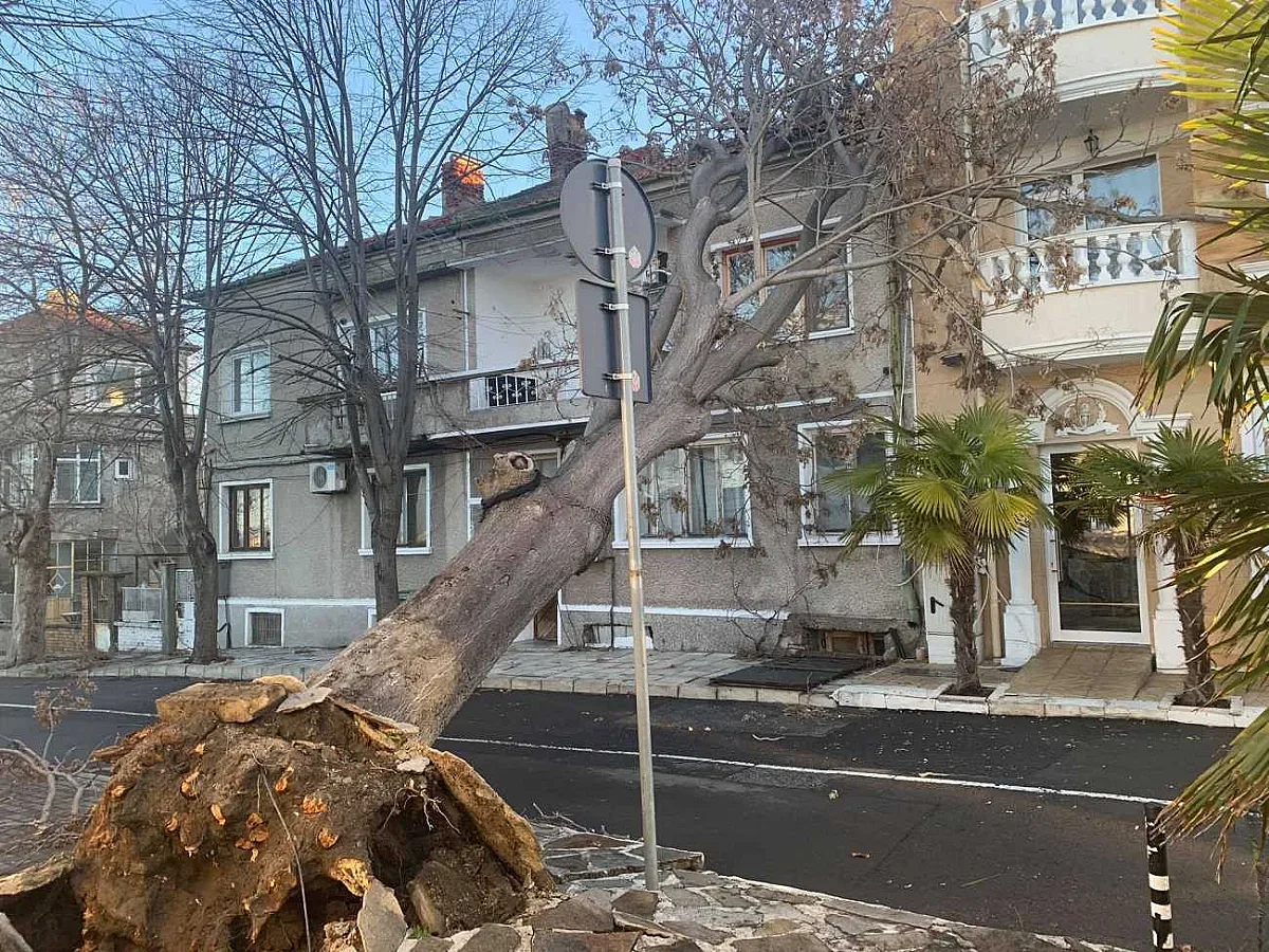 Ураганът помете Бургас. Изтръгна дървета