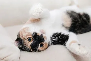 Какво е да си котешки преводач