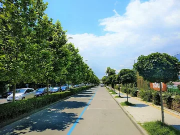 Община Бургас засажда 200 дървета