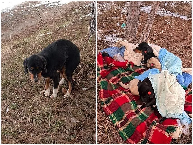 Ще закрият ли центъра, изхвърлил оперирани кучета?