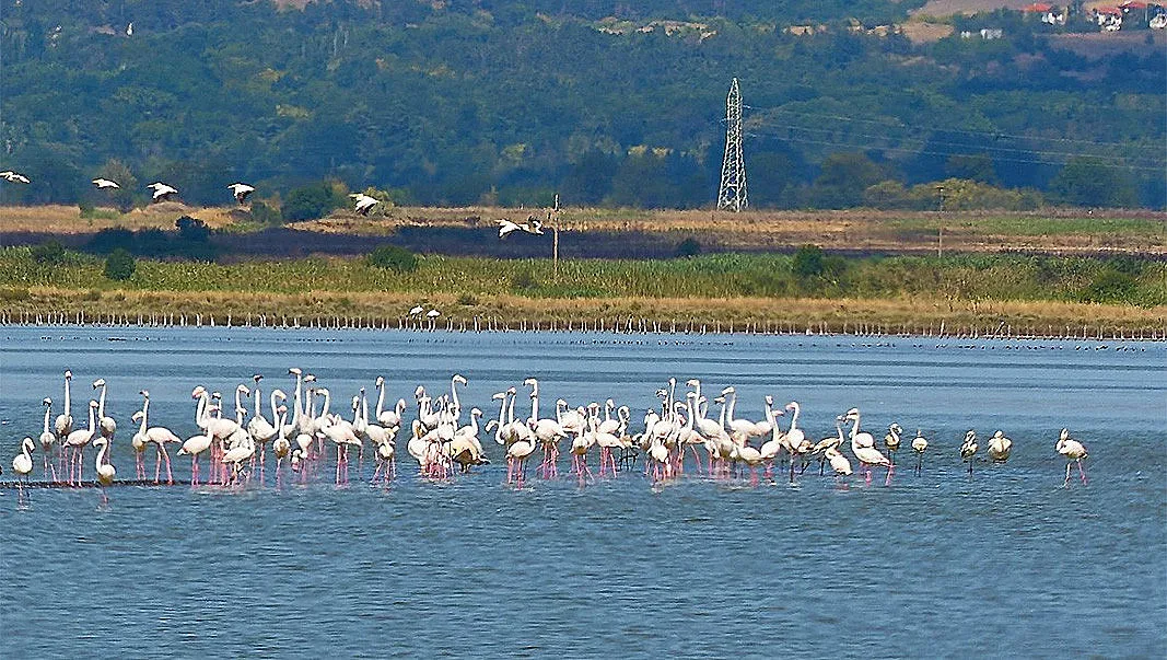 Защо розовото фламинго идва у нас