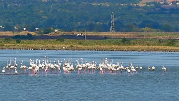 Защо розовото фламинго идва у нас