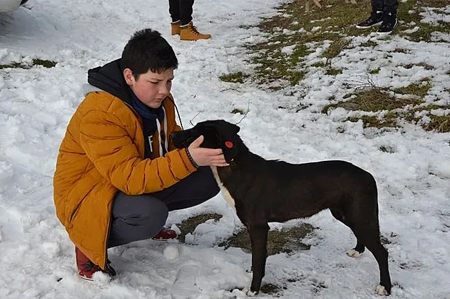 ФБ спаси 4 кучета с кървящи рани, изхвърлени на снега