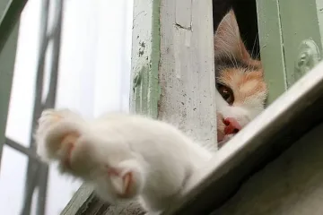 Котка спаси дете, попречи да падне от балкона
