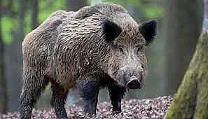 Абсурд на магистралата! Глиган в тунел "Витиня"