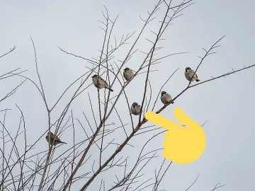 Набедиха врабче, че прилича на Жан-Клод Ван Дам