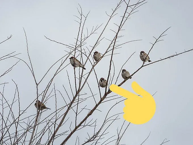 Набедиха врабче, че прилича на Жан-Клод Ван Дам