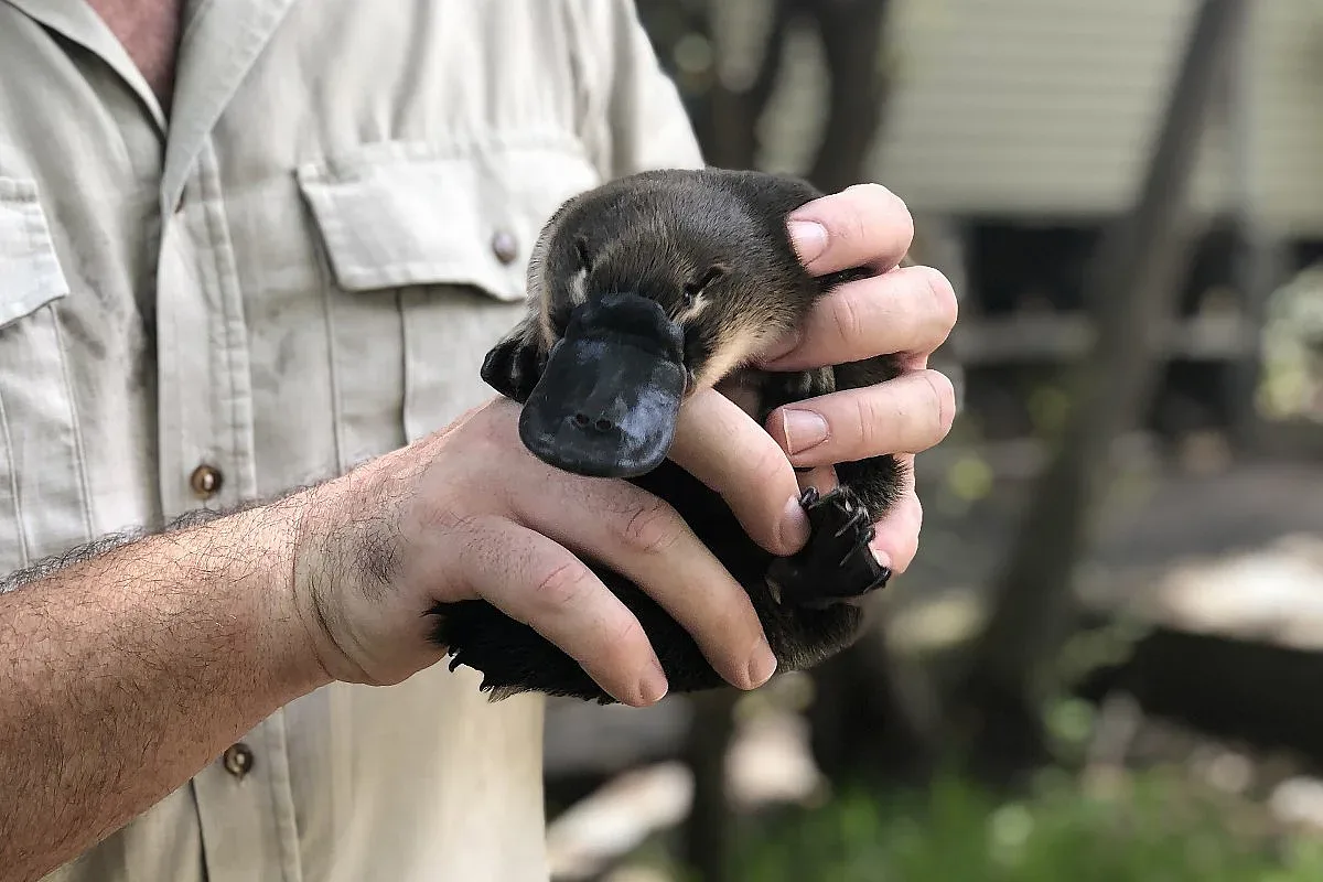 Вижте най-странното същество на Земята. Нови факти