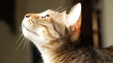 Котка оцеля три седмици на бонбони