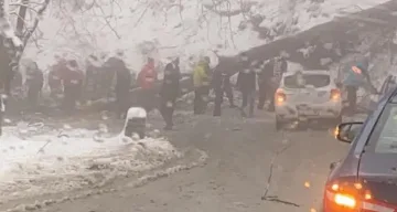 Паднало дърво затвори пътя за хижа "Алеко"