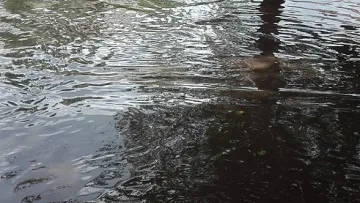 Внимание - порои в 7 области на страната утре