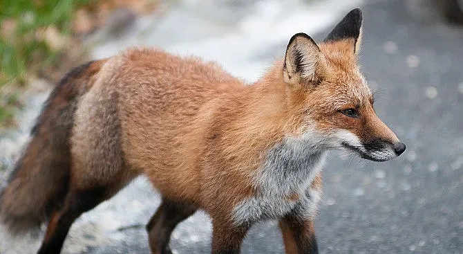 Лисици редовно се разхождат из София