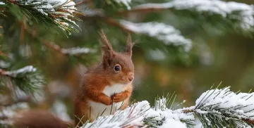 Рекордно топъл декември за новия век