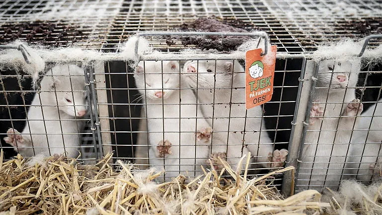 Норките спасяват хората от коронавируса