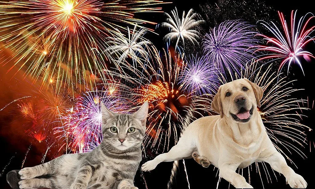 Как пиратките подлудяват животните