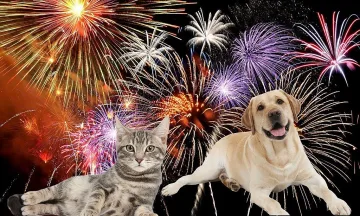 Как пиратките подлудяват животните