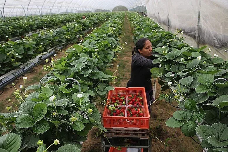 Лондон чака 3 пъти повече чужди работници догодина