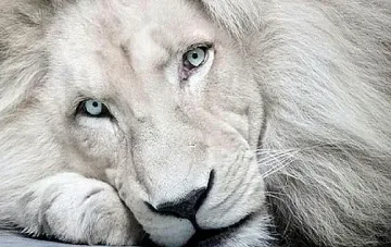 Най-скъпото животно струва $100 000. Кое е то?