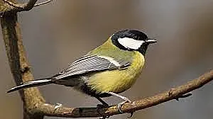 Защо песента на птиците е мехлем за душата