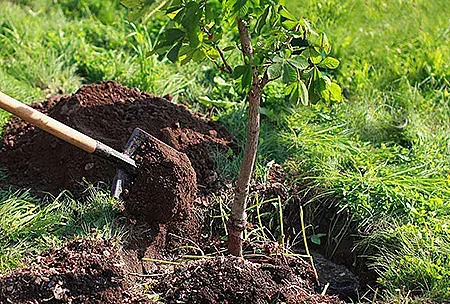 5000 дървета са засадени през есента в София