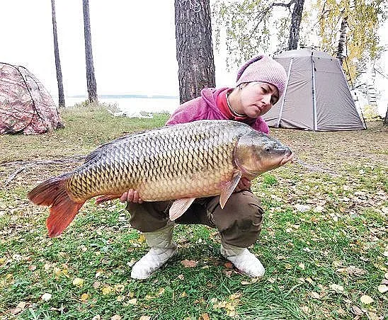 Защо ядем шаран на Никулден - легендата