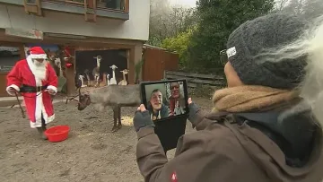 Северен елен под наем за онлайн разходка