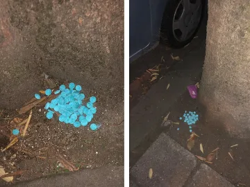 Търсят изрода, който трови кучета и котки в Бургас