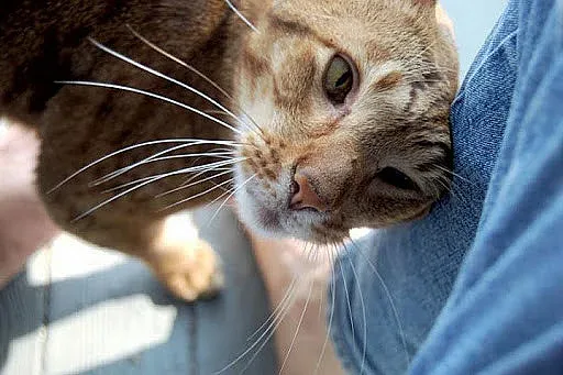Котките помагат в изолацията