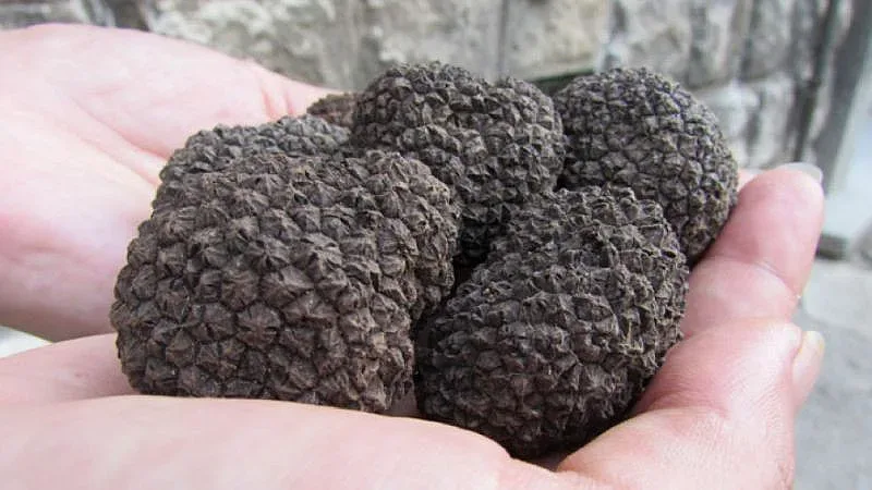 ВМРО внесе в парламента Законопроект за трюфелите